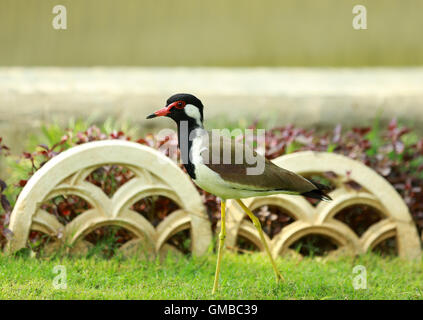 Rosso-wattled Pavoncella Foto Stock