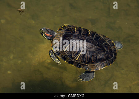 Rosso-eared Slider Trachemys scripta elegans, Maryland, introdotto in Maryland rilasciando animali domestici in wild Foto Stock