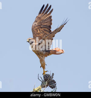Hawk dalla coda rossa che prende le ali del volo Foto Stock