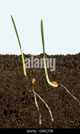 Semi di grano di germinare in una facciata di vetro che mostra serbatoio radice e lo sviluppo dell'antenna Foto Stock