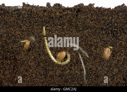 Semi di grano di germinare in una facciata di vetro che mostra serbatoio radice e lo sviluppo dell'antenna Foto Stock