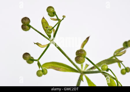 Frutta o bave di cleavers, Galium aparine, con ganci che si attaccano ai vestiti e gli animali per la dispersione Foto Stock