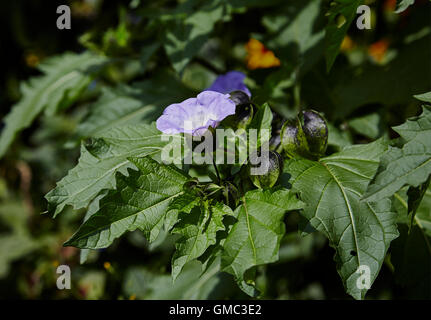 Nicandra blu a forma di campana fiore,talvolta noto come Shoo fly mostra di piante di fiori e frutta Foto Stock