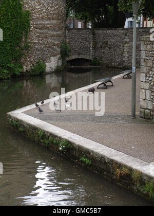 Fiume Iton fluente attraverso Evreux con cat stalking piccioni sul marciapiede Foto Stock