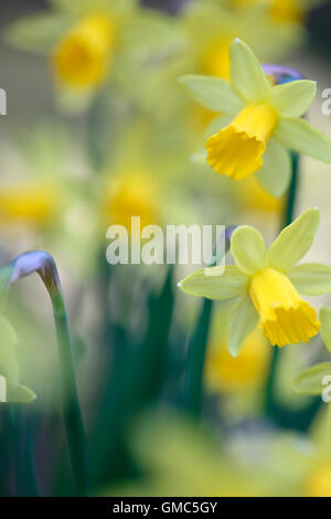 Il daffodil ha una forte associazione con la Pasqua simboleggia la ri-nascita e nuovi inizi Jane Ann Butler JABP Fotografia1172 Foto Stock