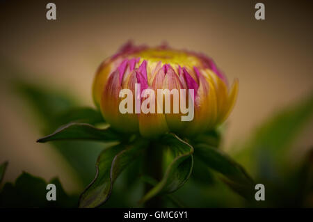 Piante e fiori, dei Caraibi asian Foto Stock