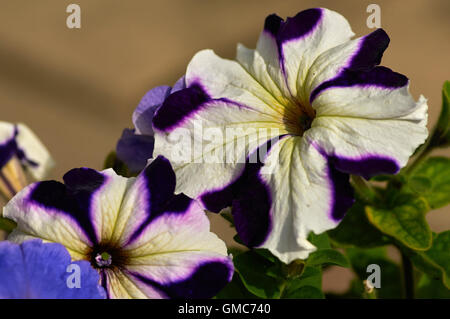 Piante e fiori, dei Caraibi asian Foto Stock