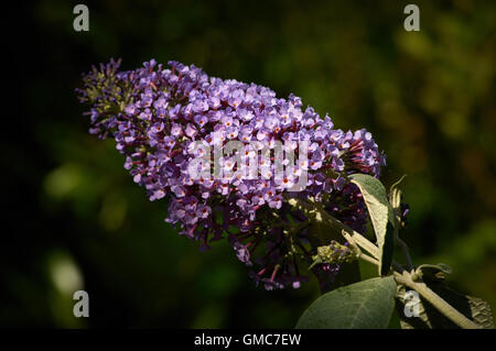 Piante e fiori, dei Caraibi asian Foto Stock