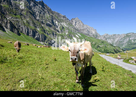 Engelberg, Svizzera - 8 August 2016: Brown vacche nel prato alpino a Engelberg sulle alpi svizzere Foto Stock