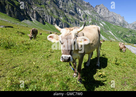 Engelberg, Svizzera - 8 August 2016: Brown vacche nel prato alpino a Engelberg sulle alpi svizzere Foto Stock