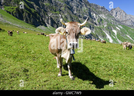 Engelberg, Svizzera - 8 August 2016: Brown vacche nel prato alpino a Engelberg sulle alpi svizzere Foto Stock