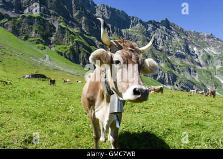 Engelberg, Svizzera - 8 August 2016: Brown vacche nel prato alpino a Engelberg sulle alpi svizzere Foto Stock