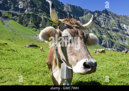 Engelberg, Svizzera - 8 August 2016: Brown vacche nel prato alpino a Engelberg sulle alpi svizzere Foto Stock