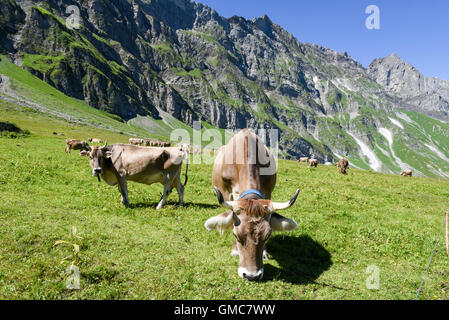 Engelberg, Svizzera - 8 August 2016: Brown vacche nel prato alpino a Engelberg sulle alpi svizzere Foto Stock