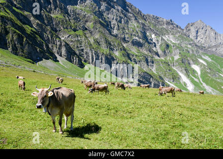 Engelberg, Svizzera - 8 August 2016: Brown vacche nel prato alpino a Engelberg sulle alpi svizzere Foto Stock