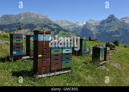 Case per l'apicoltura e produzione di miele oltre Engelberg sulle alpi svizzere Foto Stock