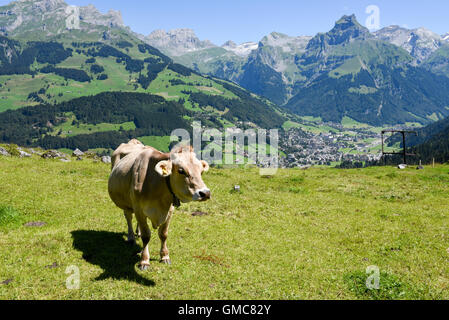 Engelberg, Svizzera - 8 August 2016: Marrone mucca nel prato alpino a Engelberg sulle alpi svizzere Foto Stock