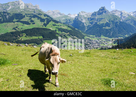 Engelberg, Svizzera - 8 August 2016: Marrone mucca nel prato alpino a Engelberg sulle alpi svizzere Foto Stock