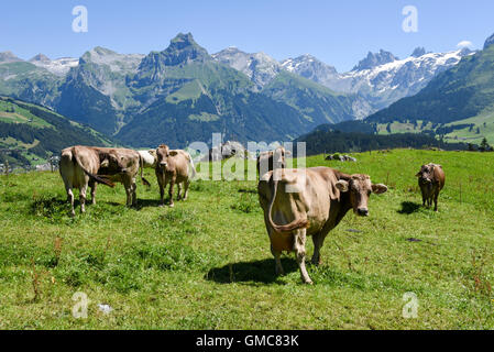 Engelberg, Svizzera - 8 August 2016: Brown vacche nel prato alpino a Engelberg sulle alpi svizzere Foto Stock