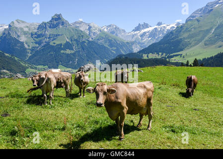 Engelberg, Svizzera - 8 August 2016: Brown vacche nel prato alpino a Engelberg sulle alpi svizzere Foto Stock