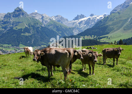 Engelberg, Svizzera - 8 August 2016: Brown vacche nel prato alpino a Engelberg sulle alpi svizzere Foto Stock