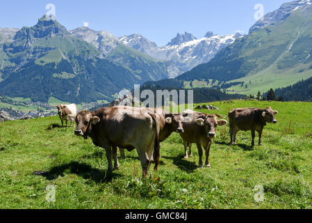 Engelberg, Svizzera - 8 August 2016: Brown vacche nel prato alpino a Engelberg sulle alpi svizzere Foto Stock