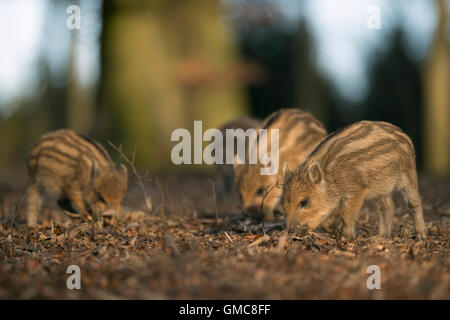 Shoats di cinghiale / Wildschwein ( Sus scrofa ) alla ricerca di cibo nel loro habitat naturale sul suolo della foresta. Foto Stock