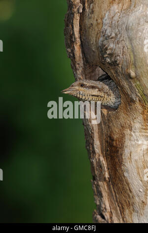 Eurasian spasmodico / Wendehals ( Jynx torquilla ) guardando fuori del suo foro di nidificazione in un vecchio tronco di albero. Foto Stock