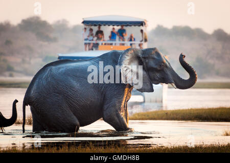 Tourist guardando un elefante che attraversa un fiume Chobe National Park in Botswana, Africa; Foto Stock