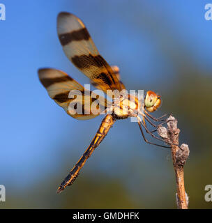 Libellula arancione su un bastone che ha un sacco di uova fissate Foto Stock