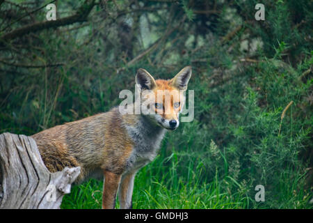 Una bella immagine della volpe rossa vulpes vulpes in estate lussureggiante paesaggio di campagna Foto Stock