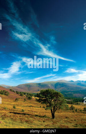 Cairn Gorm e la Northern Corries da Glenmore Forest, Aviemore, Cairngorm National Park, Highland Foto Stock