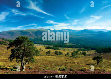 Cairn Gorm e la Northern Corries da Glenmore Forest, Aviemore, Cairngorm National Park, Highland Foto Stock