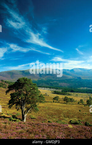 Cairn Gorm e la Northern Corries da Glenmore Forest, Aviemore, Cairngorm National Park, Highland Foto Stock