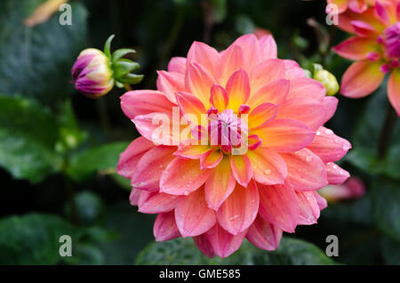 Un bel fiore in famiglia dahlia il nome è il mio Beverly Foto Stock