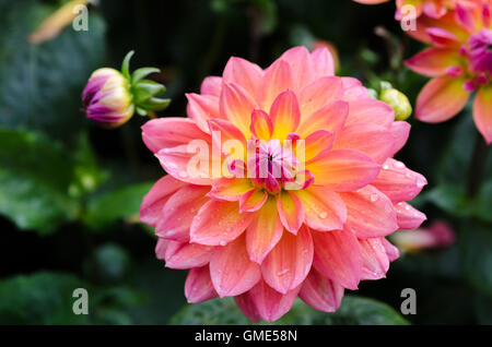 Un bel fiore in famiglia dahlia il nome è il mio Beverly Foto Stock