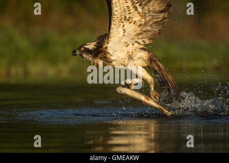 Close up di Osprey tenendo il pesce dall'acqua Foto Stock