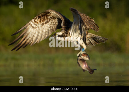 Close up di Osprey tenendo il pesce dall'acqua Foto Stock