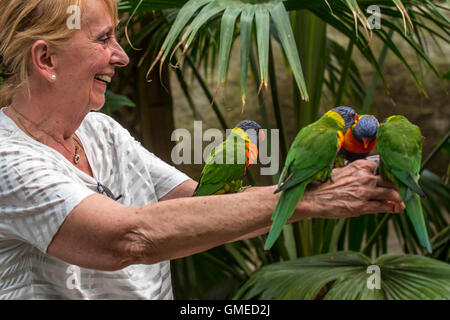 Alimentazione donna tame rainbow parrocchetti / Swainson la Lorikeet - pappagalli colorati nativo di Australia - a mano in zoo Foto Stock