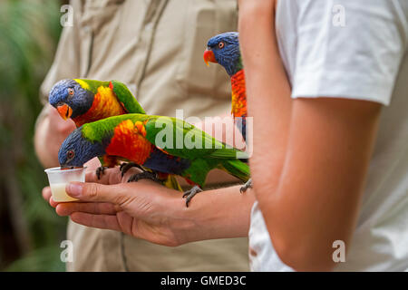 Visitatore alimentazione di tame rainbow parrocchetti / Swainson la Lorikeet - pappagalli colorati nativo di Australia - a mano in zoo Foto Stock