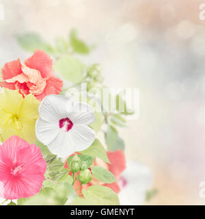 Coloratissimi fiori di ibisco per lo sfondo Foto Stock