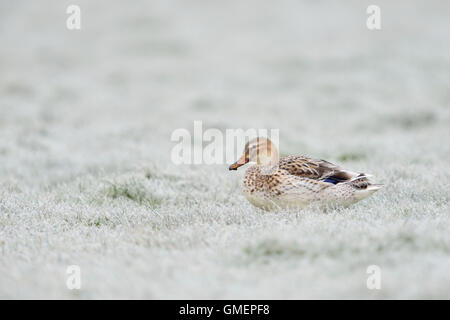 Mallard pallido / anatra selvatica / Stockente ( Anas platyrhynchos ) in appoggio sulla trasformata per forte gradiente coperto di brina dei prati. Foto Stock