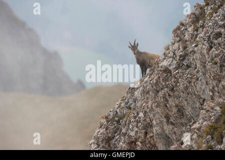 Alpine Ibex / Steinbock / Alpensteinbock ( Capra ibex ), animale di sesso femminile, in piedi su una ripida scogliera in alta montagna gamma. Foto Stock