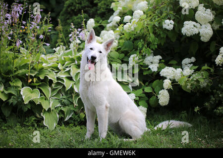 Pastore Svizzero bianco cane in giardino Foto Stock