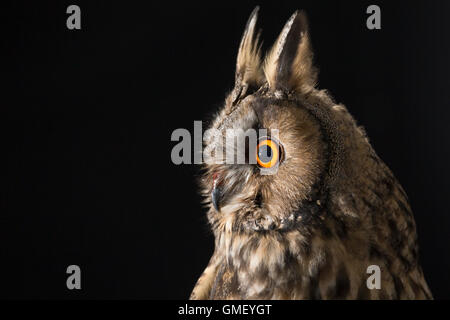 Waldohreule, Waldohr-Eule, Asio otus, gufo comune, Le Hibou moyen-duc Foto Stock