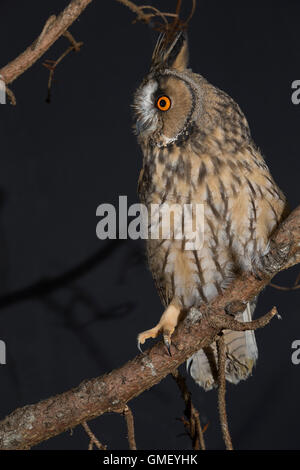 Waldohreule, Waldohr-Eule, Asio otus, gufo comune, Le Hibou moyen-duc Foto Stock