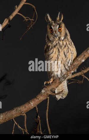 Waldohreule, Waldohr-Eule, Asio otus, gufo comune, Le Hibou moyen-duc Foto Stock