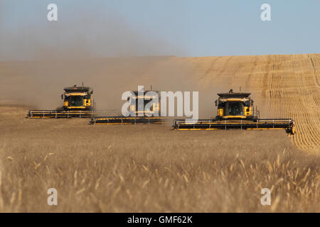 Saskatchewan, Canada. 7 Sep, 2011. Dispensa - Tre New Holland mietitrebbia guidare attraverso un campo di grano in provincia di Saskatchewan, Canada, 7 settembre 2011. I fratelli Tammo e Joern Glaeser ha preso questa foto per un doppio DVD "stagione di raccolto in Canada". Foto: landtechnikvideos.de/dpa (attenzione i redattori: per solo uso editoriale IN CONNESSIONE CON LE ATTUALI REPORTING/ CREDITO: Foto: Landtechnikvideos.de/dpa)/dpa/Alamy Live News Foto Stock