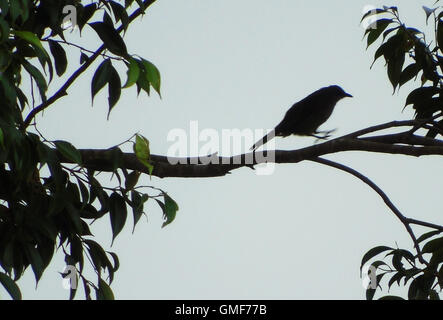 Il Bintan, Indonesia. 24 Agosto, 2016. Il Giallo-sfiatato bulbul (Pycnonotus goiavier) salto ad albero su agosto 24, 2016 in Bintan, Indonesia. È allevatore di residenti nel sud-est asiatico del sud della Thailandia e Cambogia a sud del Borneo e delle Filippine. Si trova in una grande varietà di habitat aperto, ma non i Deep Forest. Si tratta di uno degli uccelli più comuni in aree coltivate. Essi sembrano essere nomade, il roaming da luogo a luogo regolarmente. Credito: Yuli Seperi/Alamy Live News Foto Stock