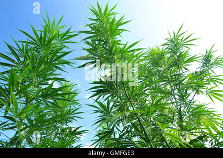 Coltivazione di cannabis pianta con cielo blu in background Foto Stock